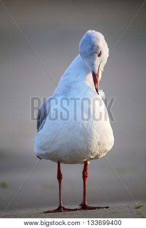 Grey-headed Gull On A Beach In Paracas Bay, Peru