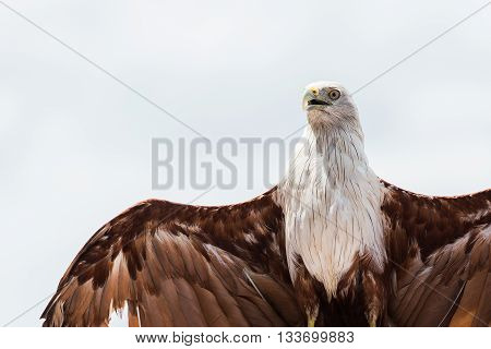 portrait bald eagle isolated on white background