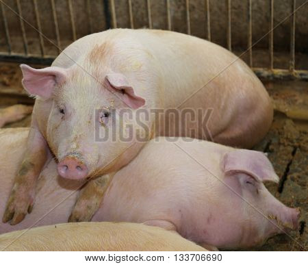 Fat Pigs In A Sty On A Farm