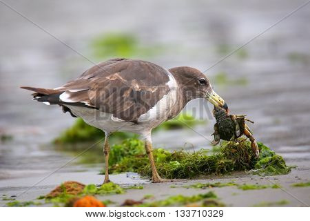 Belcher's Gull Eating Crab On The Beach Of Paracas Bay, Peru