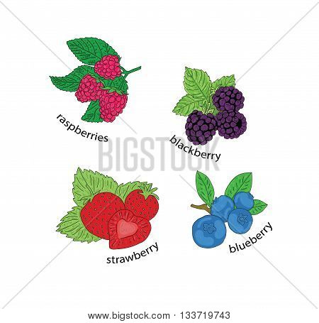 berries: raspberries, strawberries, blackberries, blueberries. health and wellness. vector illustration
