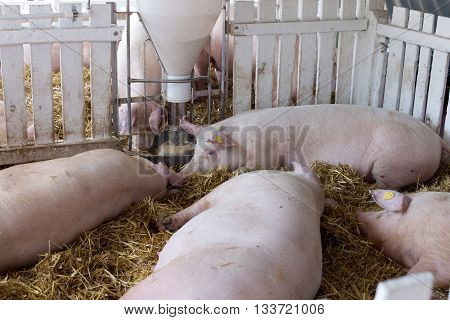Pigs Eating From Hog Feeder