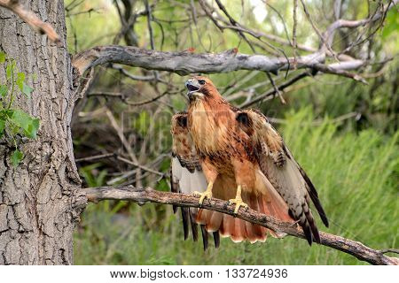 Red-tailed hawk calling to mate on a tree branch