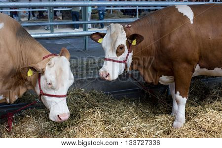 Simmental Cattle In Stable
