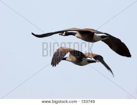 Par de gansos volando