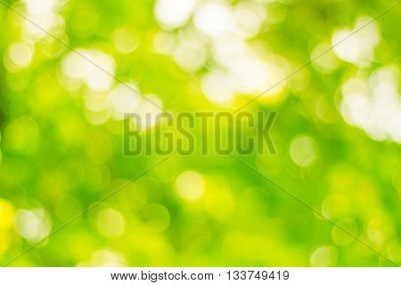 color tone blurred nature background. light and the sky to make it shone through the leaves. Pastel color tones.multicolored white hearts wallpaper.vintage natural colorful.sun warm glowball summer.
