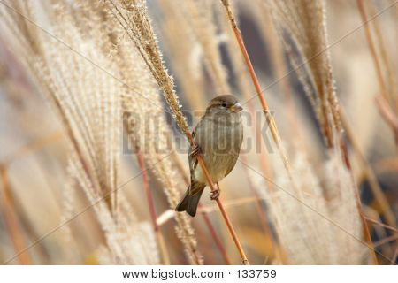 Gorrión posado sobre hierba