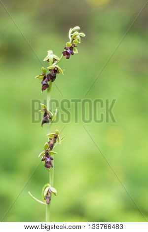 Fly orchid (Ophrys insectifera) flower stem. Rare orchid inflorescence of plant in the family Orchidaceae growing in woodland