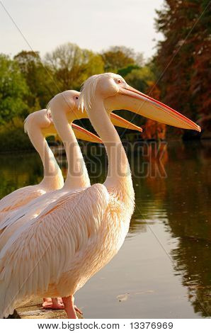โรซี่ Pelicans พาร์ค Luise ในมันน์ไฮม์ ประเทศเยอรมนี