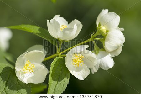 Mock orange tree flower blossoms in summer