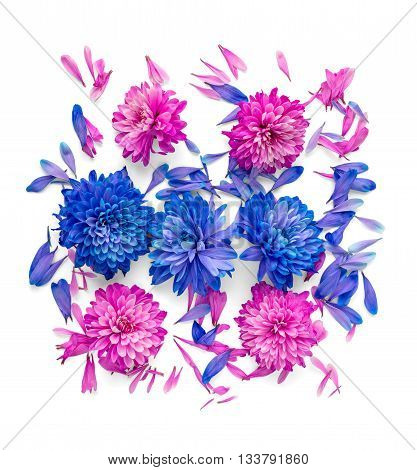 Chrysanthemum Flower On White Background