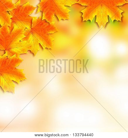 Autumn foliage. Golden Autumn. Colorful autumn leaves