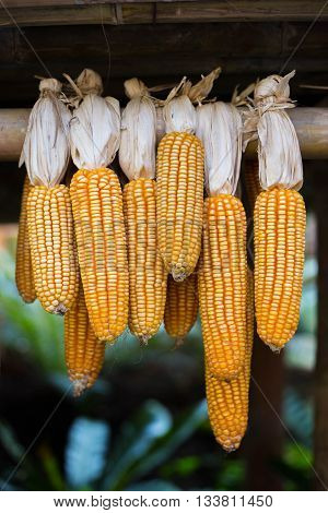 The yellow corn hung up for drying.
