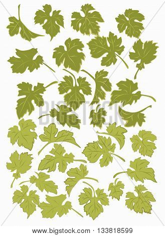 Set the grape leaves. Isolated leaves of grapes on a white background.