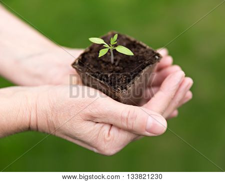 human hands holding small green seedling, green background