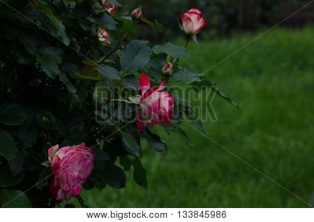 garden shrub roses flowers and leaves on a background of green grass