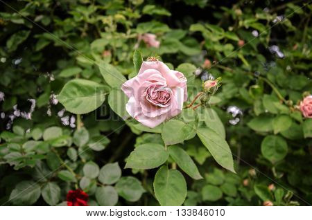 curly pink rose with beautiful flowers buds and green leaves