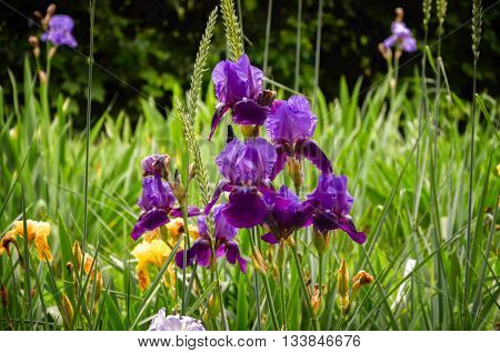 in a spring garden purple flower with beautiful colors and unusual aroma