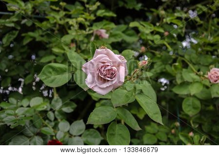 curly pink rose with beautiful flowers buds and green leaves