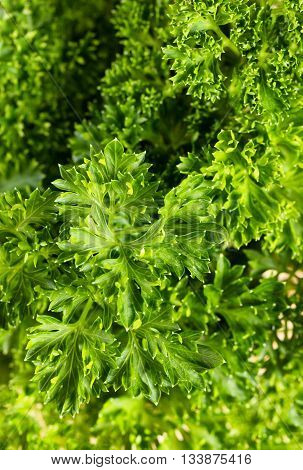 Marco shot with shallow depth of field selective focus on top center of parsley leaf. Filled frame in vertical layout.
