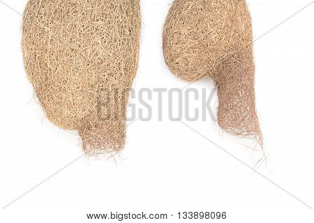bird nest Baya weaver, skylark nests on white background.(select focus front skylark nests )
