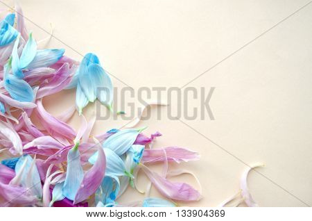 Tender pink and blue frower petals in the corner of beige background.