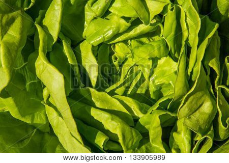 Green Round Lettuce, Lactuca Sativa. Close Up.