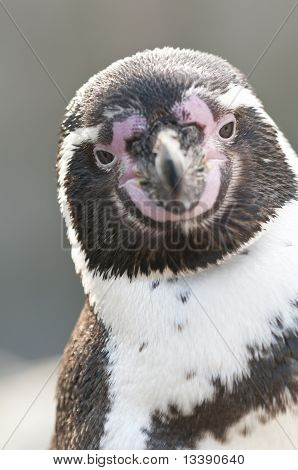 Portrét tučňák magellanský, Spheniscus Magellanicus