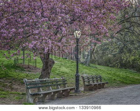Prunus serrulata or Japanese Cherry; also called Hill Cherry Oriental Cherry or East Asian Cherry is a species of cherry native to Japan Korea and China and is used for its spring cherry blossom displays and festivals.
