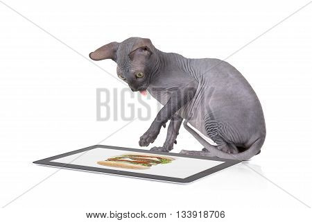 Two months old Don Sphinx kitty cat looking at the burger photo on digital tablet computer