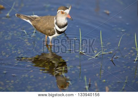 Three banded plover standing in shallow water with its reflection