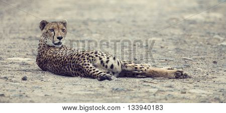 Lone cheetah laying on a road at dusk to rest