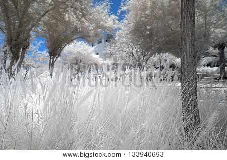 Infrared Image Of Trees And Shrubs In False Color