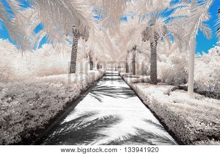Infrared Image Of Trees And Shrubs In False Color