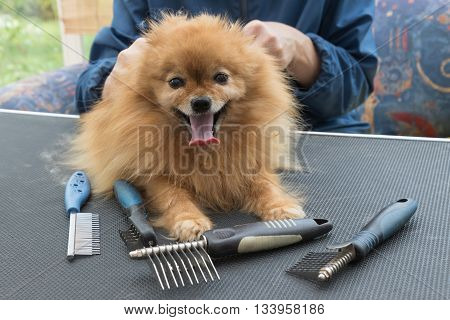 Pomeranian German Spitz dog is lying on the grooming table and is looking at the camera. Different types og the grooming combs are lying on the grooming table. 