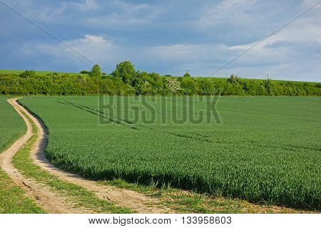 green field and macadam road next to a field and blue sky
