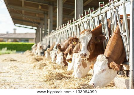 Cows Eating Hay In Cowshed