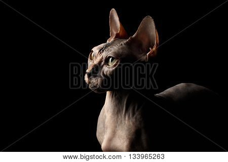 Closeup Portrait of Interesing Sphynx Cat with Yellow eyes Profile view Isolated on Black Background