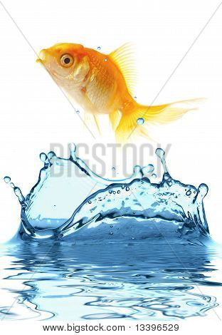 Le petit poisson d'or