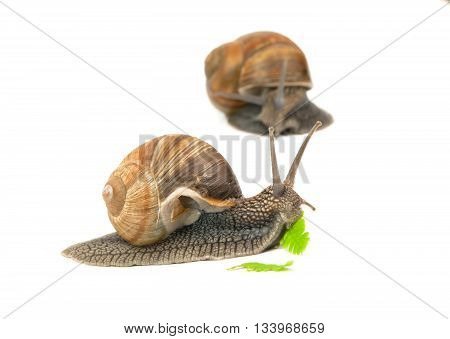 snail eating a green leaf on white background