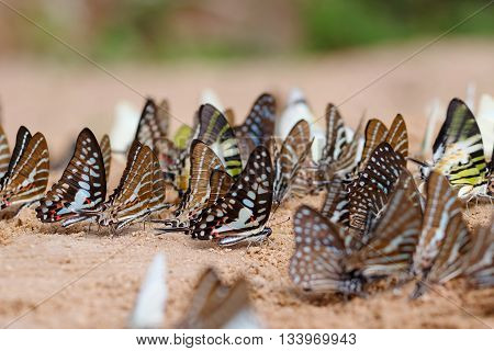 Diversity of butterfly speciesButterfly eating Salt licks on ground at Pangsida national park SakaeoThailand