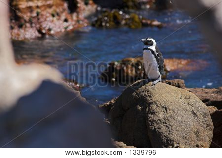 Penguin06