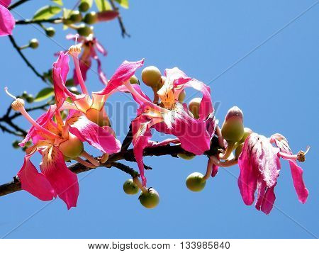 Branch of Chorisia speciosa tree in Or Yehuda Israel