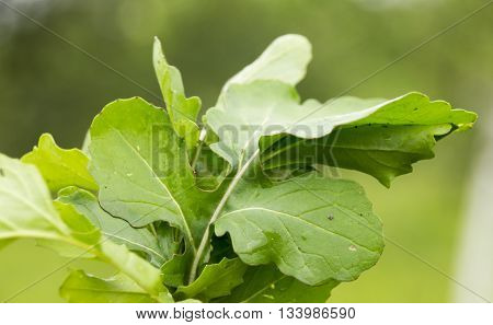 Fresh Ruccola Leaves on the green  background