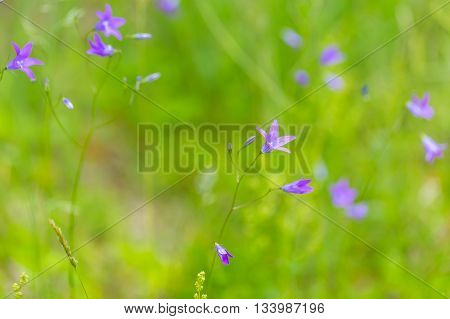 Wild Bluebells Flowers In Close Up