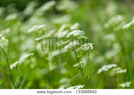 Blooming Wild White Flowers