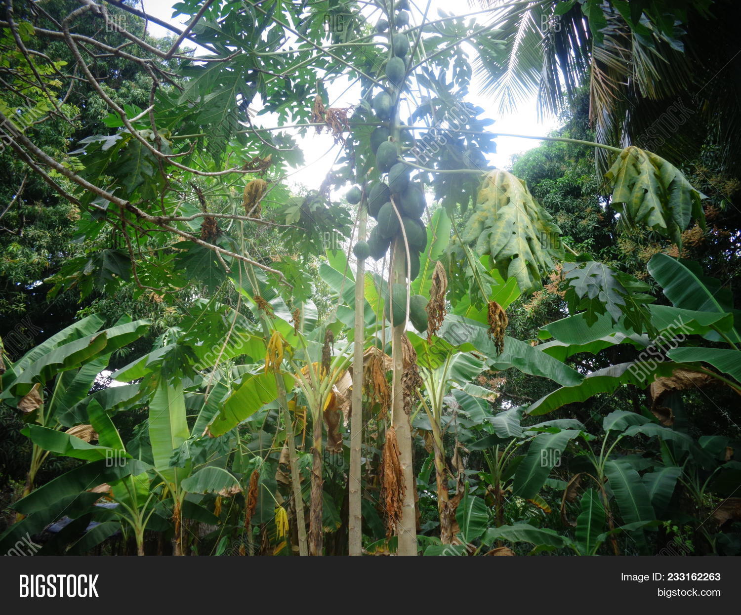 Image Preview