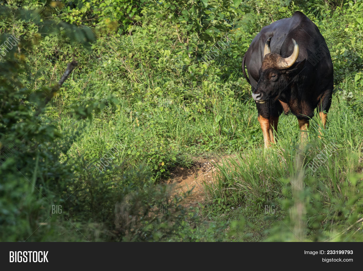 Gaurs Among Largest Image Photo Free Trial Bigstock