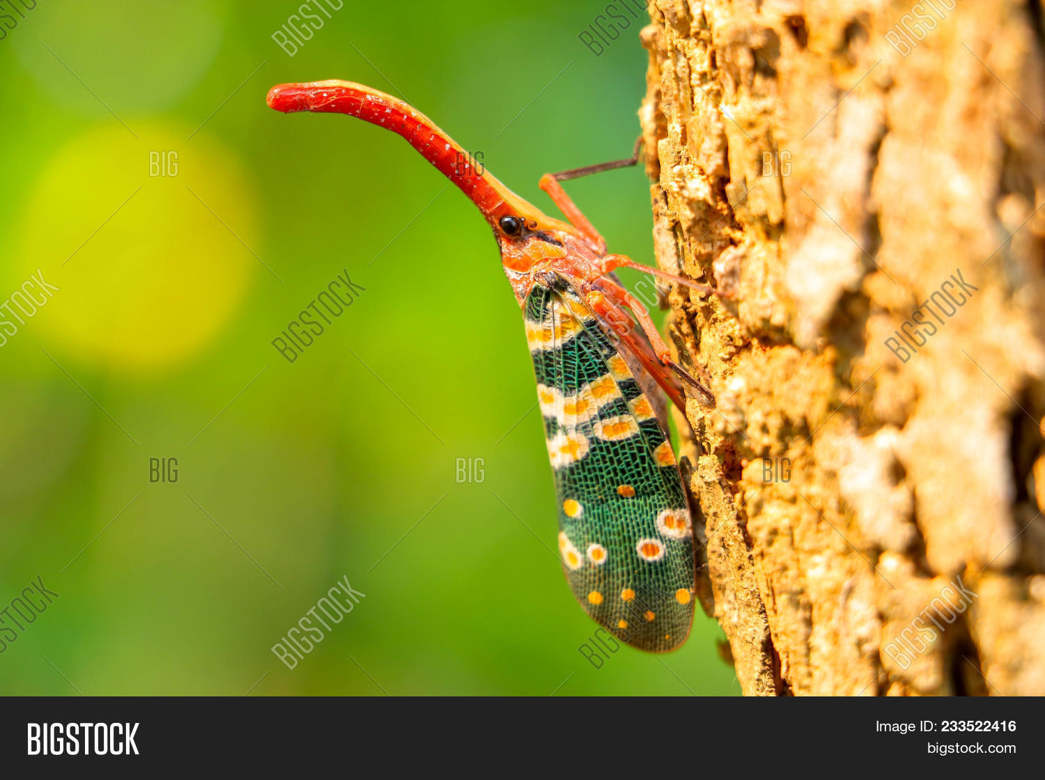 Pyrops Candelaria Image & Photo (Free Trial) | Bigstock