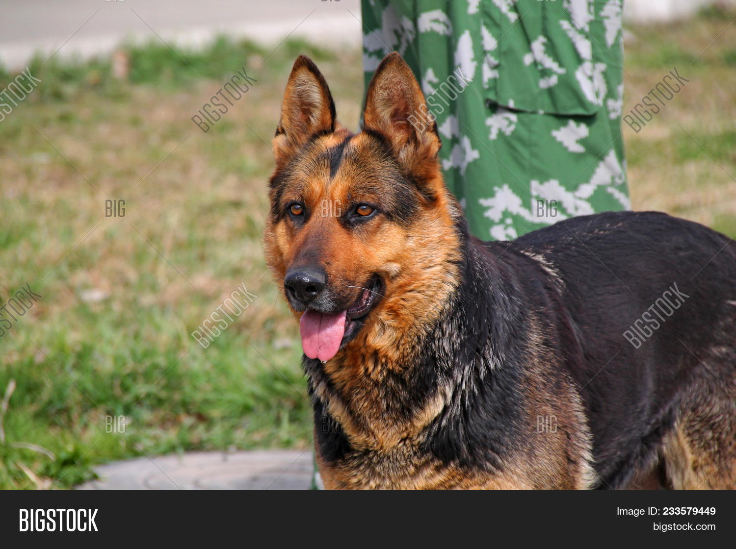 german shepherd trail dog